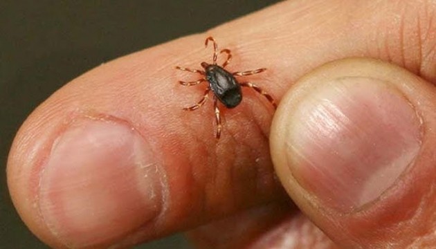 Uzmanından kenelere karşı açık renkli ve vücudu tamamen örten giysi önerisi